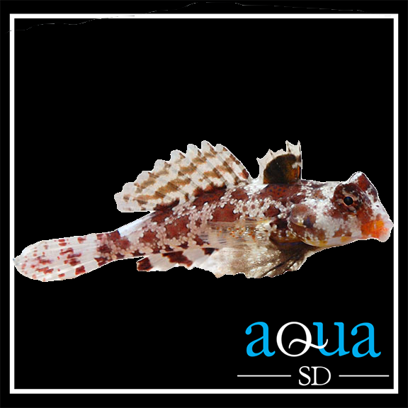 Red Scooter Blenny; I.O. - Synchiropus stellatus