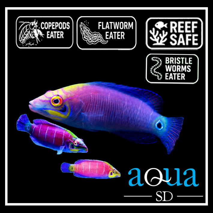 Five Bar Mystery Wrasse; Mar. - Pseudocheilinus ocellatus