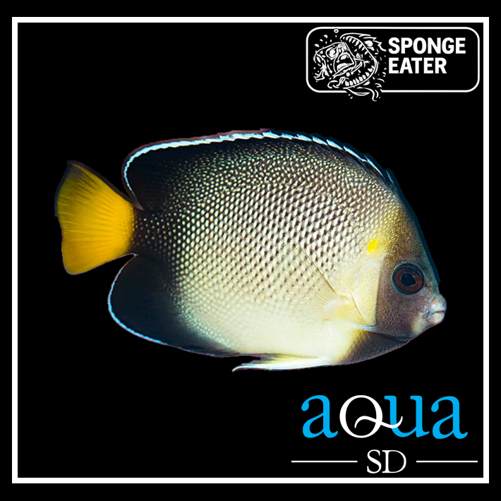 Cream Angel - Apolemichthys xanthurus