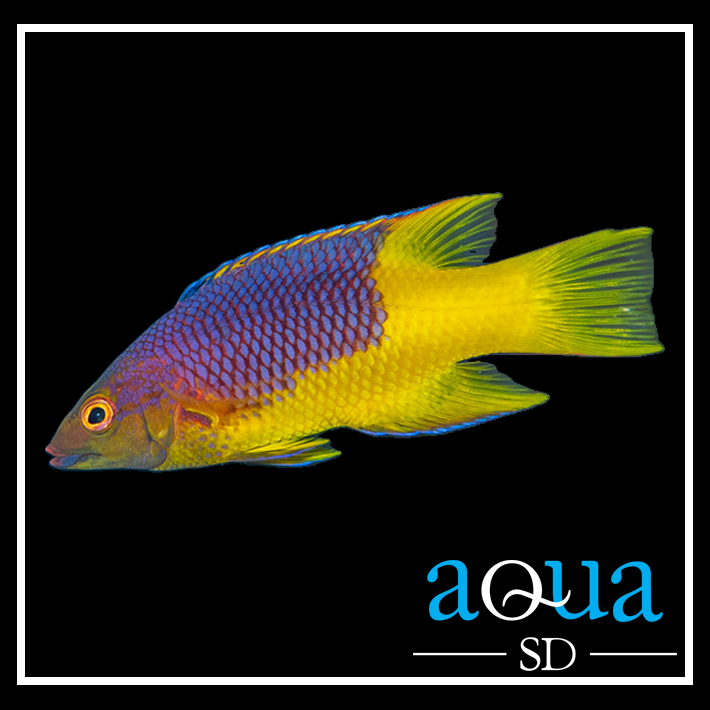 Spanish Hogfish; Atl. - Bodianus rufus