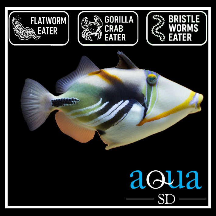Humu Humu Trigger; Afr. - Rhinecanthus aculeatus