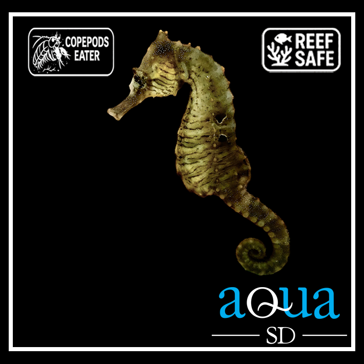Erectus Seahorse; Color; Atl. - Hippocampus erectus