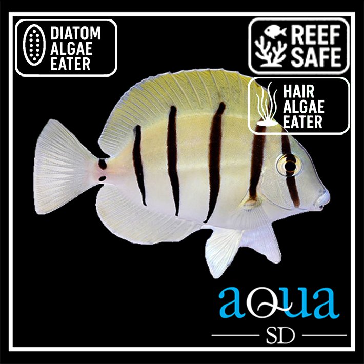 Convict Tang - Acanthurus triostegus