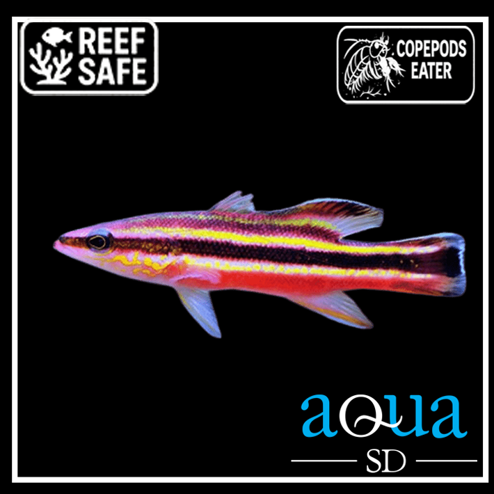 Rainbow Basslet - Liopropoma fasciatum