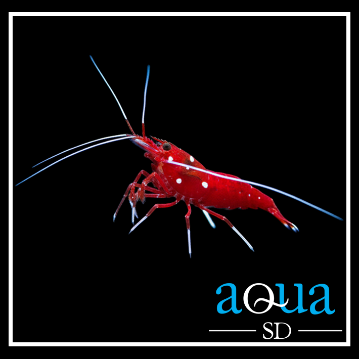 Fire Shrimp - Lysmatta debelius
