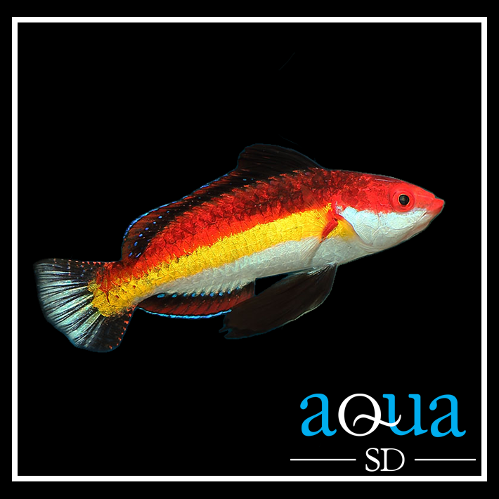 Naokos Fairy Wrasse; Male - Cirrhilabrus naokoae