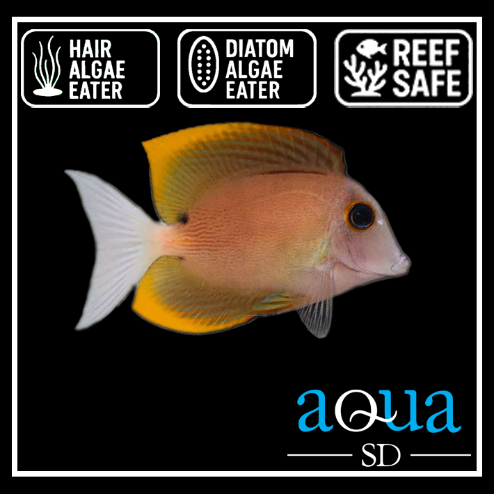 Flame Fin (Tomini) Tang - Ctenochaetus tominiensis