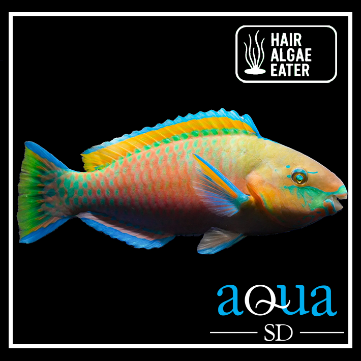 Quoys Parrot - Scarus quoyi