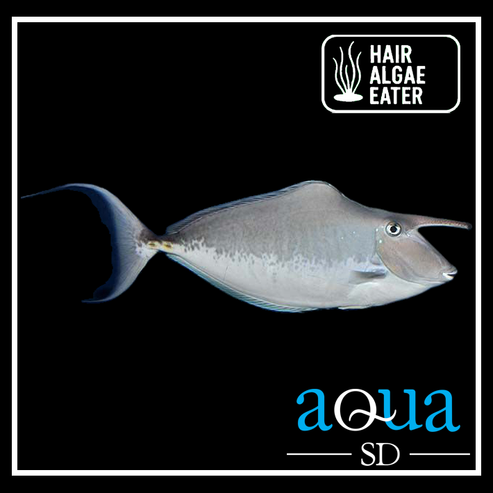 Humpback Unicornfish - Naso brachycentron
