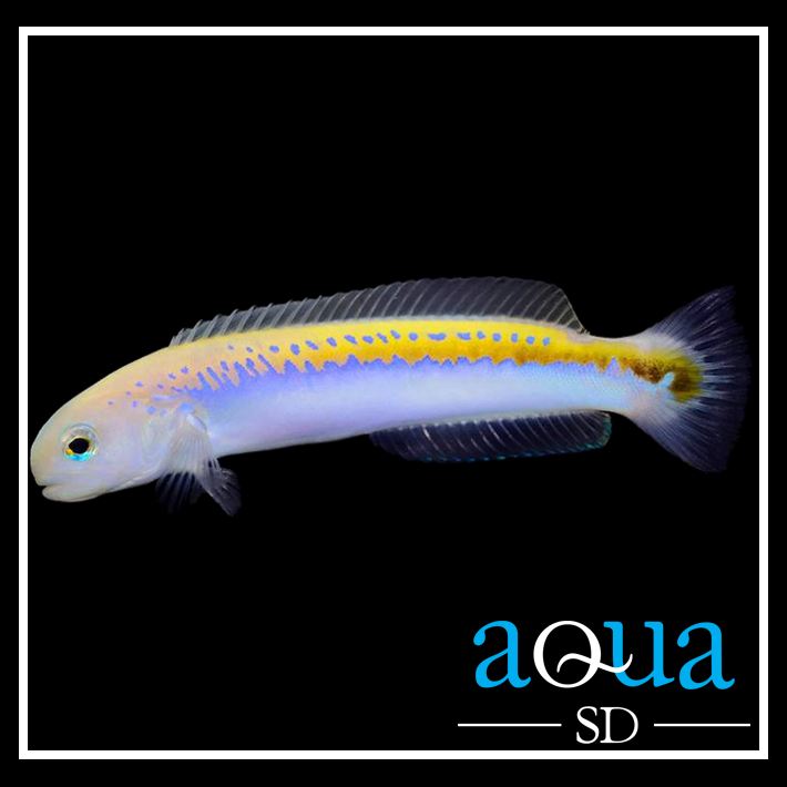Oreni Tilefish - Hoplolatilus oreni