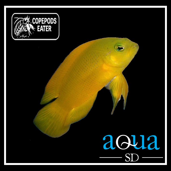 Yellow Pseudochromis - Pseudochromis aureus