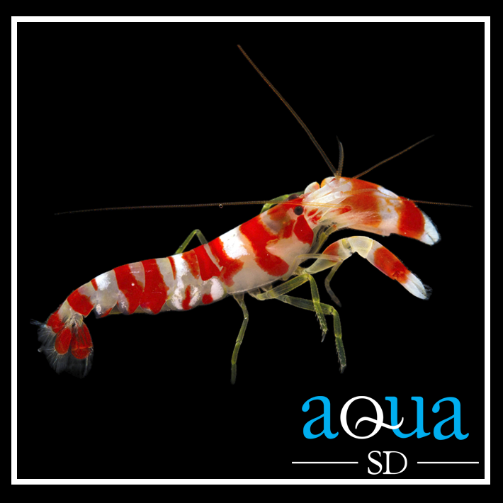 Pistol Shrimp; Candy Stripe - Alpheus sp.