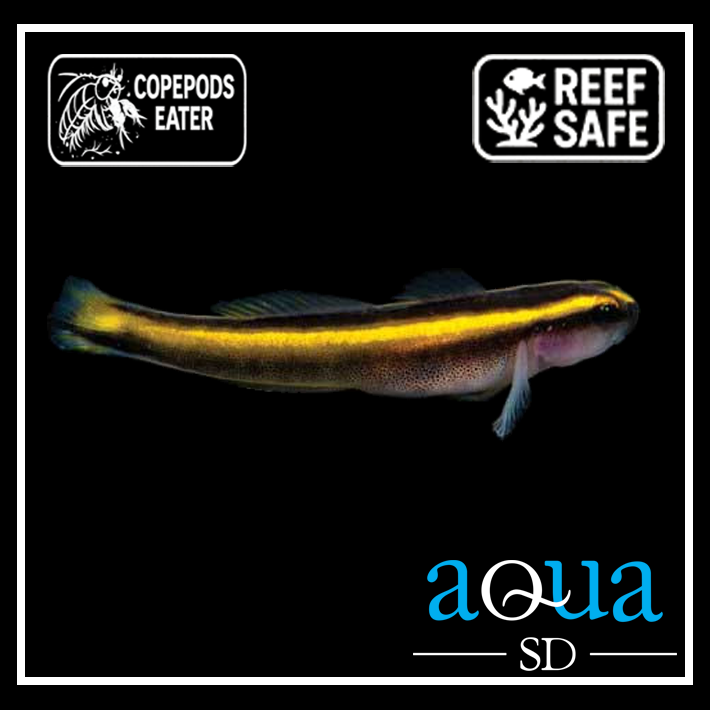 Yellowstripe Neon Goby; T.R. - Elacatinus figaro