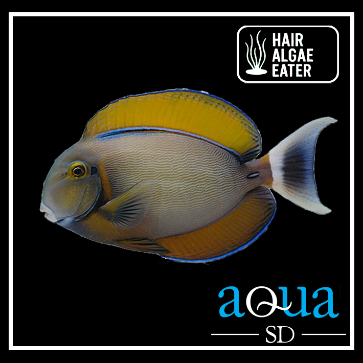 BarieneTang - Acanthurus bariene
