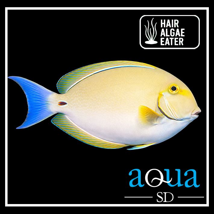 Yellowfin Tang - Acanthurus xanthopterus