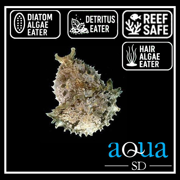 Sea Hare - Dolabella auricularia
