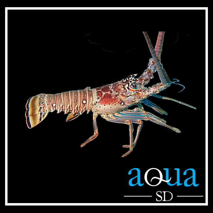 Orange Spiny Lobster