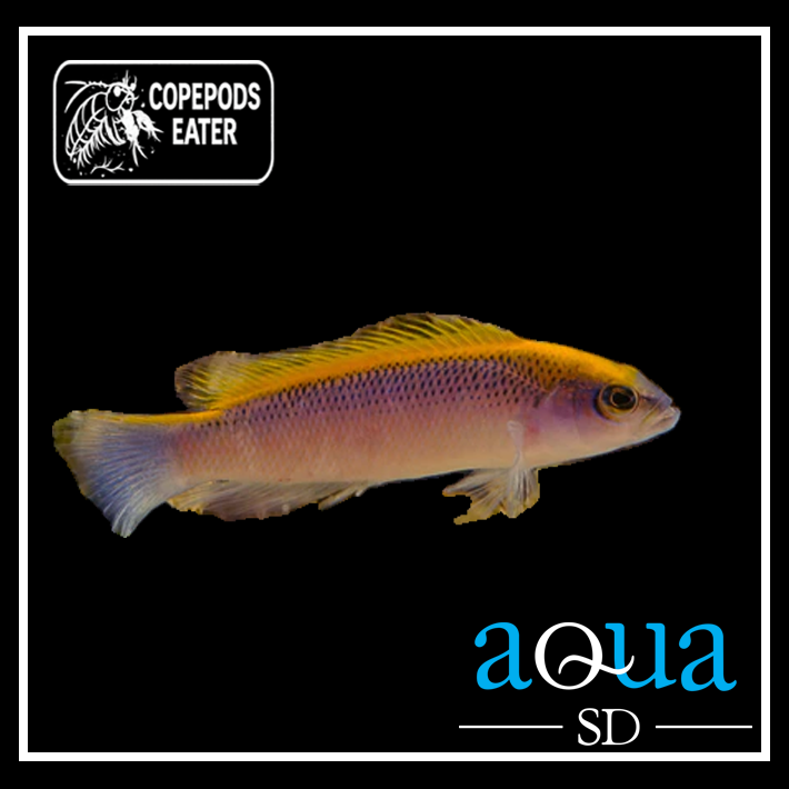 Flavivertex Pseudo; C.B. - Pseudochromis flavivertex