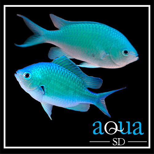 Green Chromis - Chromis viridis