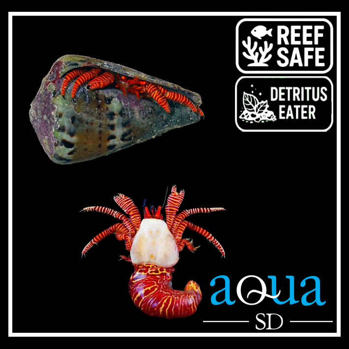 Orange Leg Hermit Crab (Reef Safe) - Ciliopagurus strigatus