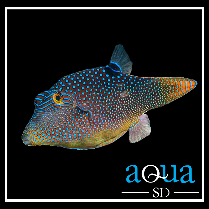 Blue Spot Puffer; Fiji - Canthigaster solandri
