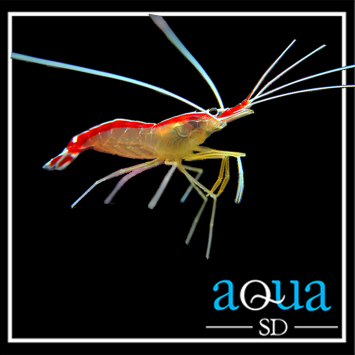 Cleaner Shrimp - Lysmata amboinensis