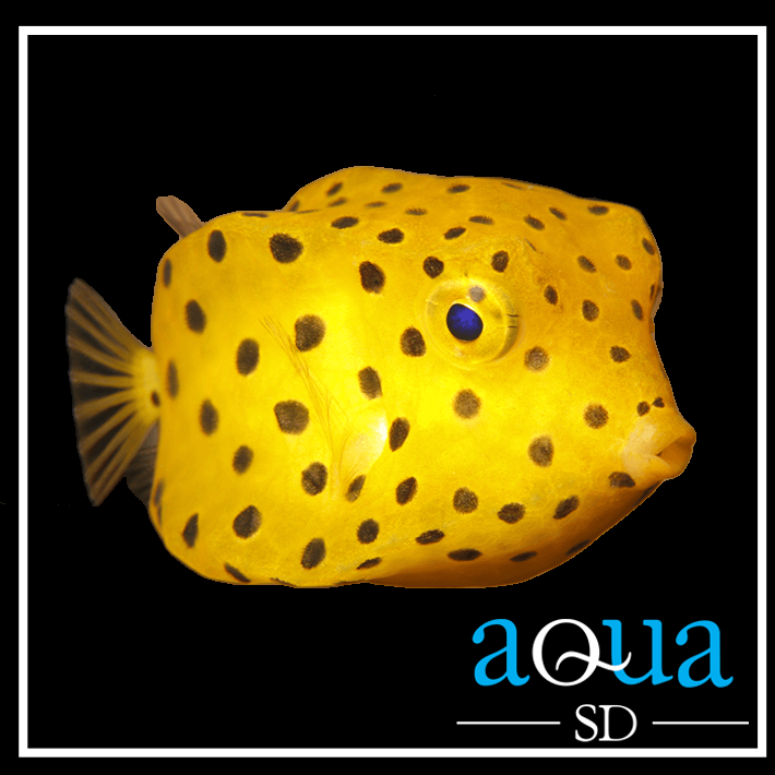 Yellow Cubicus - Ostracion cubicus