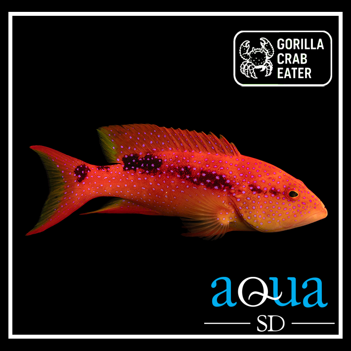 Louti (Cherry) Grouper - Variola louti
