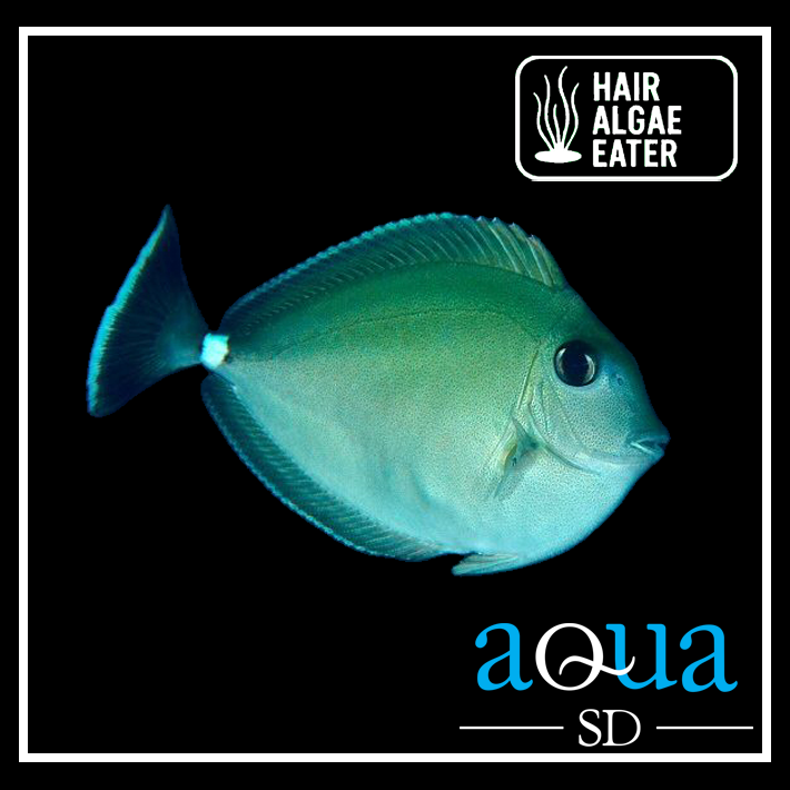 Whitemargin Unicornfish - Naso annulatus