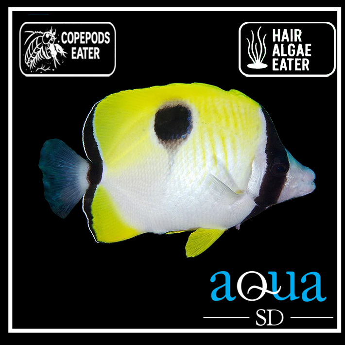 Tear Drop Butterfly - Chaetodon unimaculatus