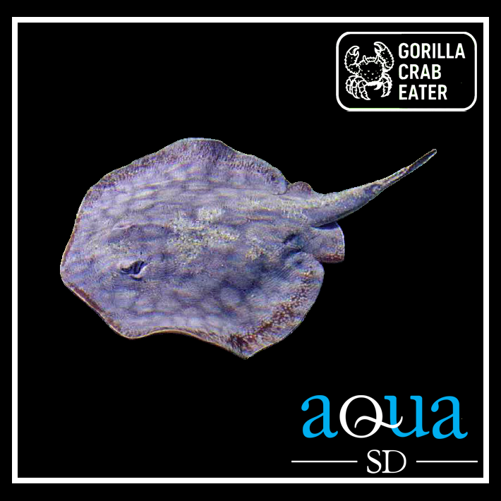 California Stingray - Urobatis halleri