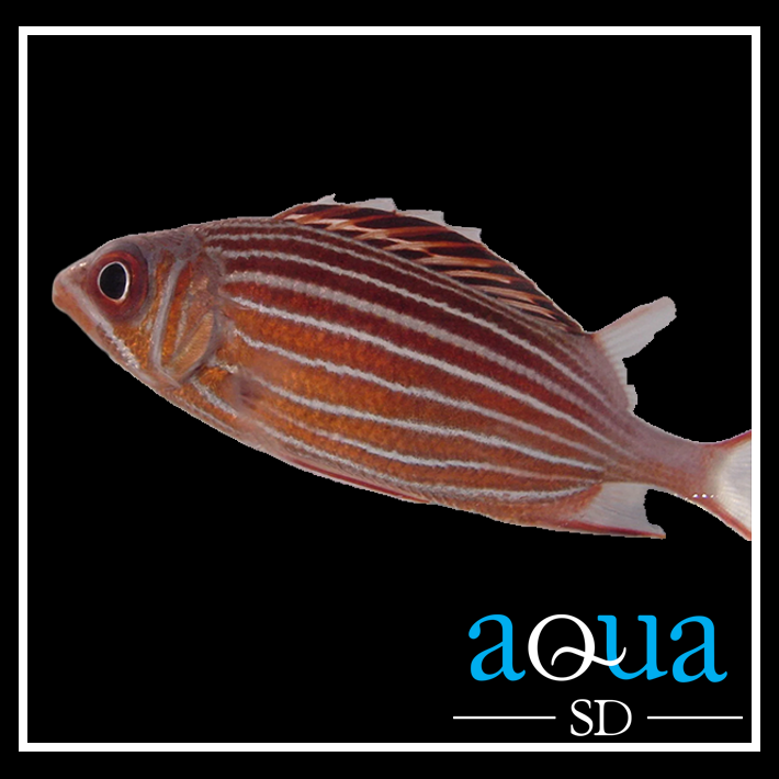 Candy Cane Squirrelfish - Sargocentron sp.