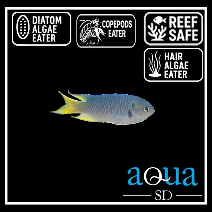 Coral Damsel - Neopomacentrus nemurus