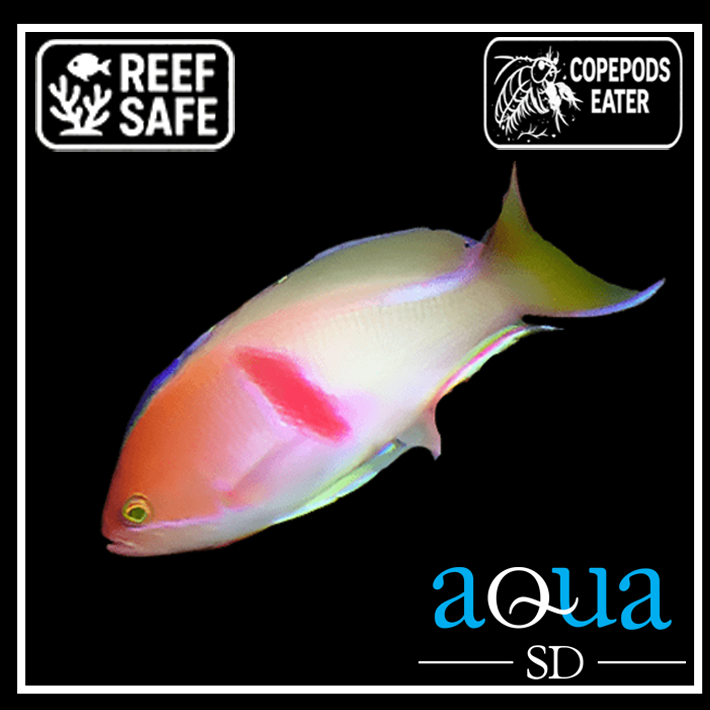 Tricolor Anthias; Male - Pseudanthias rubrizonatus
