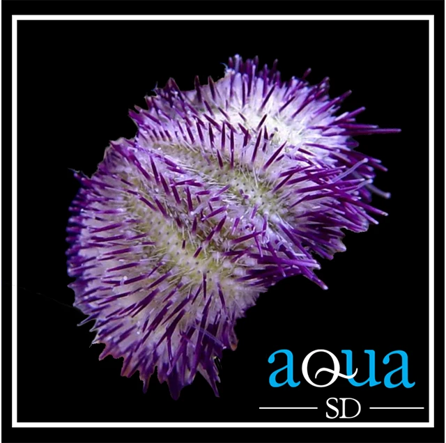 Purple Urchin; I.O. - Pseudoboletia sp.