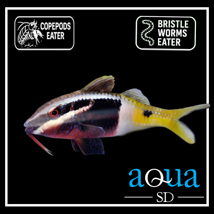 Bicolor Goatfish; Fiji - Parupeneus barberinoides
