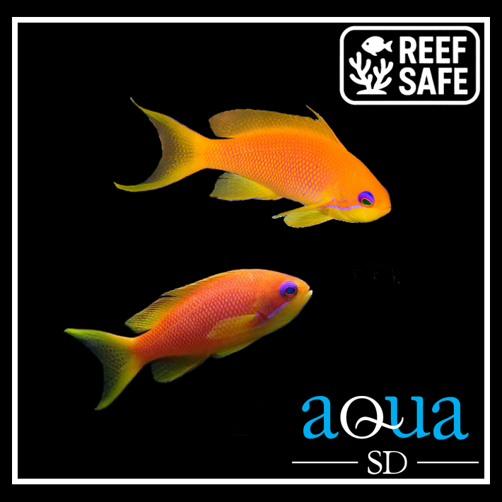 Orange (Blue Eye) Anthias; Female; Afr. - Pseudanthias squamipinnis