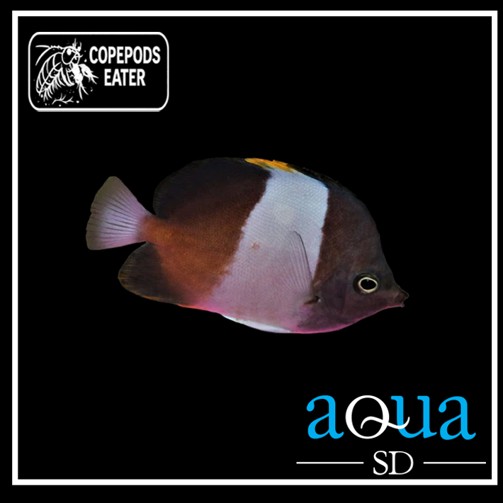 Zoster Butterfly; Black - Hemitaurichthys zoster