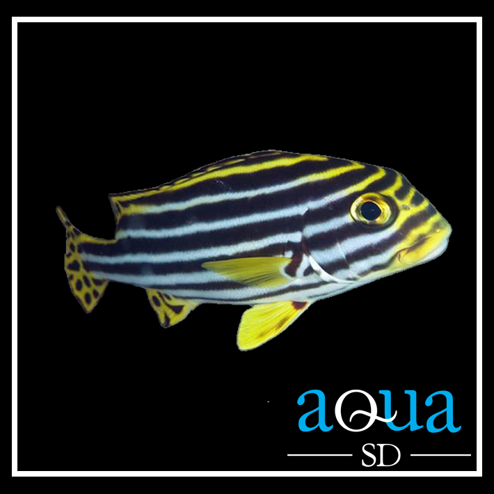 Stripe Sweetlips - Plectorhinchus albovitatus