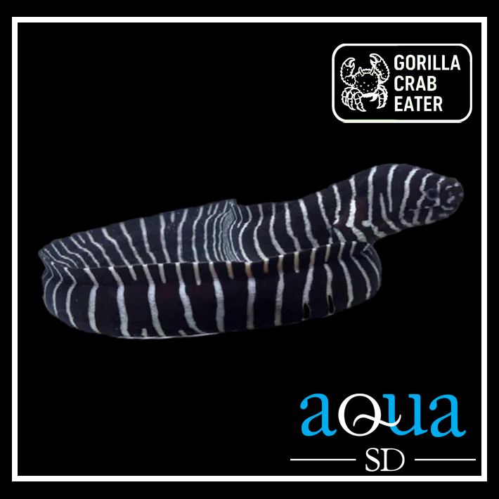 Zebra Moray Eel - Gymnomuraena zebra