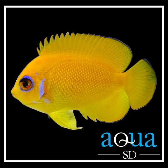 Lemonpeel Angel; Fiji - Centropyge flavissima