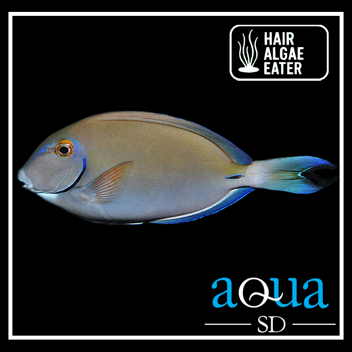 Ocean Surgeonfish; Atlantic - Acanthurus bahianus