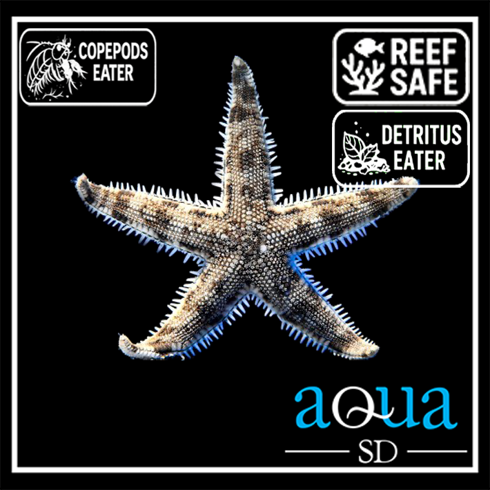 White Sand Star; Fiji - Archaster typicus