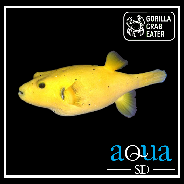 Gold Puffer; Ultra - Arothron meleagris