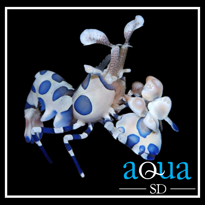 Harlequin Shrimp - Hymenocera picta