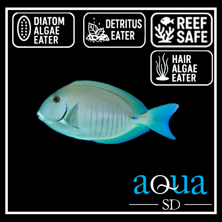 Doctorfish; Atlantic - Acanthurus chirurgus