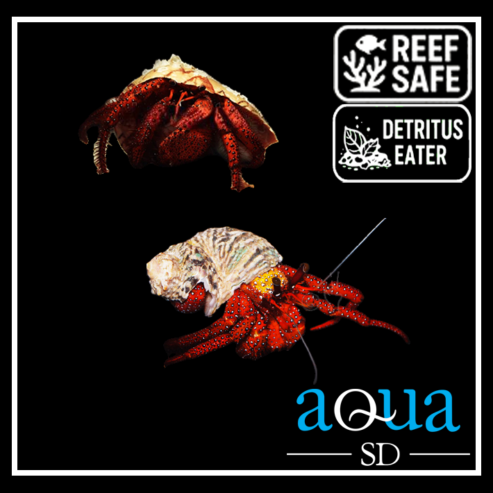 Assorted Hermit Crab - Dardanus sp.