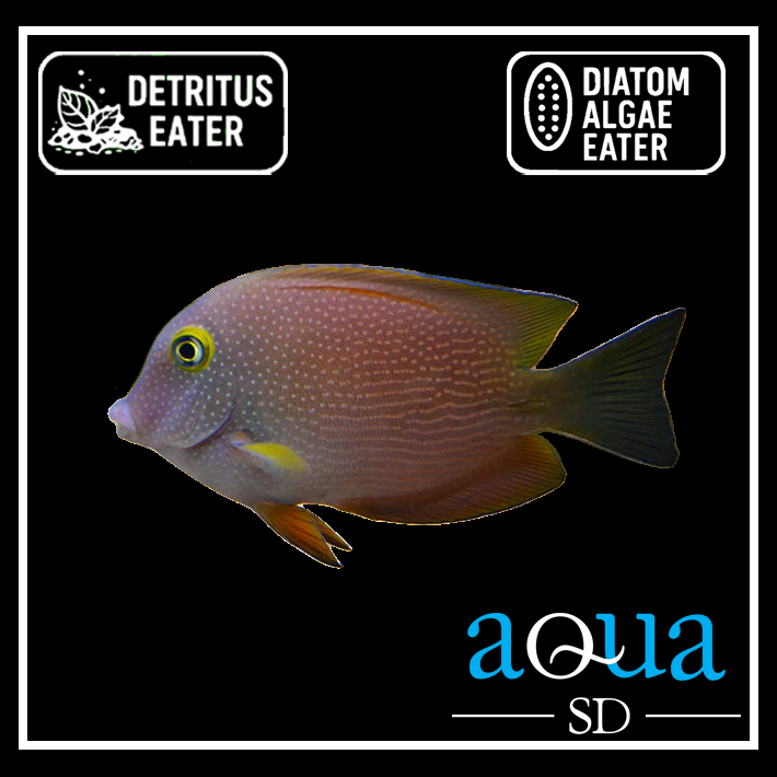 Spotted Yellow Eye Tang; I.O - Ctenochaetus truncatus