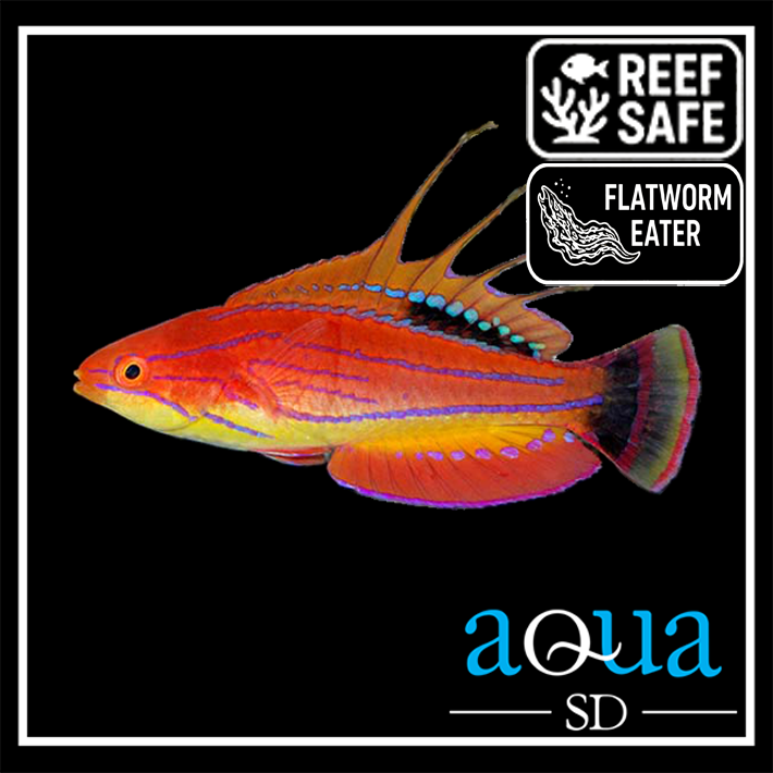Carpenter Flasher Wrasse - Paracheilinus carpenteri