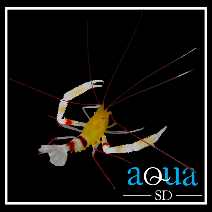 Gold Coral Banded Shrimp - Stenopus sp.
